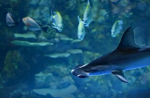水族馆中畅游的鲨鱼