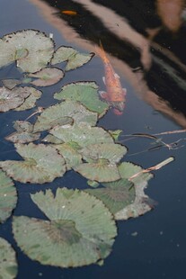池塘中的睡莲与水中倒影