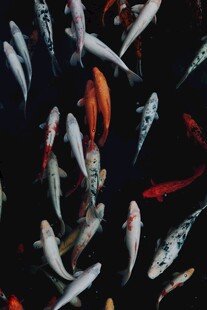 群鱼畅游图