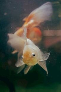 灵动金鱼水中游