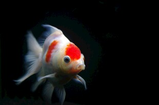 红白金鱼水中优雅游动