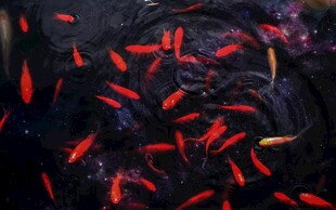 群游红鱼的梦幻水下景象