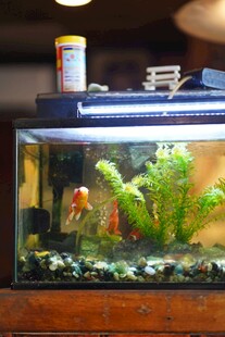 精致小型水族箱景观