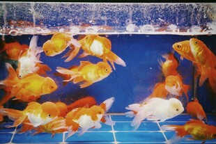 鱼缸中游动的多彩金鱼