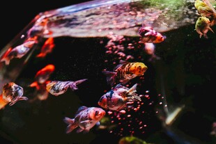 多彩热带鱼在水族箱中游弋