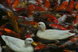池塘中鸭与锦鲤共游