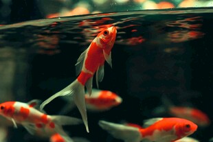 水中游动的鲜艳金鱼