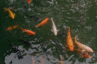 池塘中游动的多彩锦鲤