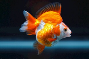 优雅金鱼水中自在游弋
