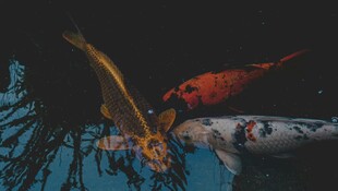 深海奇幻鱼群共游景象