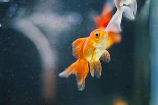 灵动金鱼水中优雅游弋