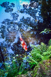 池塘锦鲤伴绿植之景