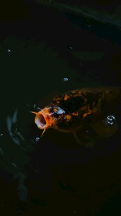 水中漂浮的橙色物体