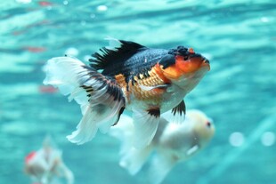 水中游动的多彩金鱼