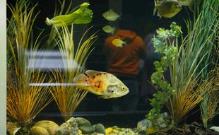 多彩水族箱中的灵动鱼儿