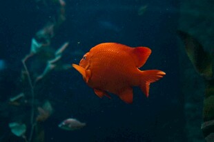 橙红色观赏鱼在水中游动