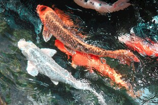 池塘中游动的多彩锦鲤