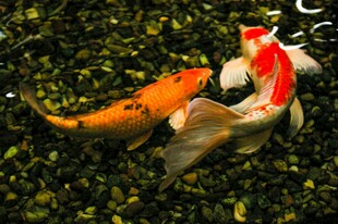 池塘中游动的多彩锦鲤