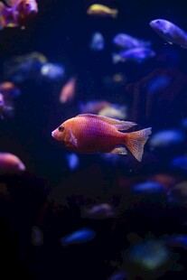 水族馆中色彩斑斓的游鱼