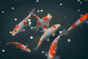 水中锦鲤游弋