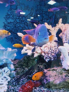 缤纷海底世界的多彩鱼类