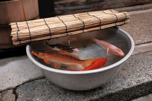 盆中游弋的多彩锦鲤
