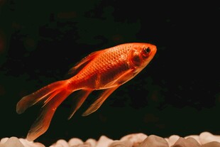 灵动金鱼于石间悠游