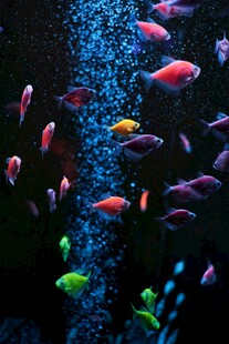 缤纷海洋小鱼群游景象