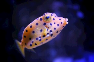 斑点海鱼特写