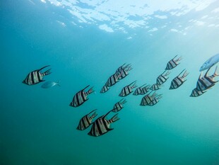 海中游弋的条纹鱼群