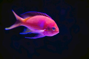 梦幻粉色观赏鱼