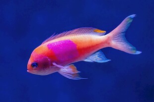 绚丽多彩观赏鱼