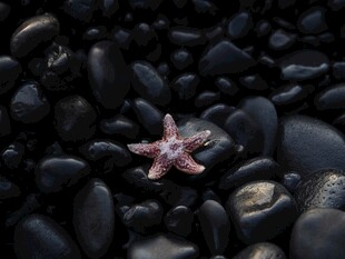 黑石子上的粉色海星