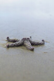 沙滩上的海星