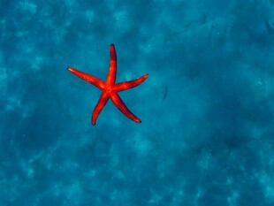 蓝色海水中的红色海星