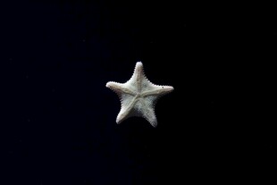白色海星于深色背景中