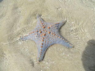沙滩上的蓝色海星