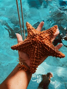 手握海星于清澈水下场景