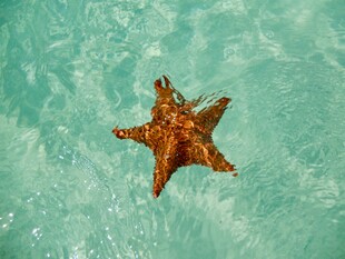 海水中的橙色海星