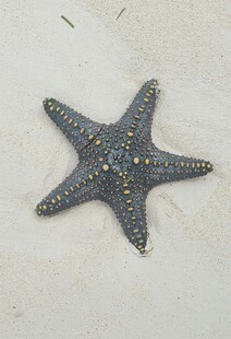 沙滩上的灰色海星