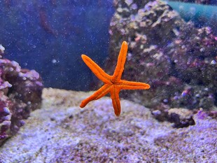 海底橙色海星