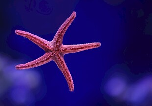 水中的艳丽海星