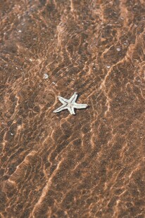 沙滩上的孤独海星