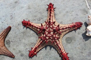 多彩海星展示独特海洋魅力