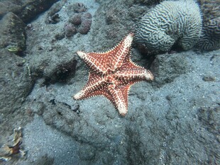 海底海星与珊瑚景观