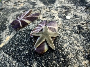 沙滩上的多彩海星