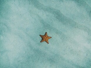浅蓝背景上的单颗海星