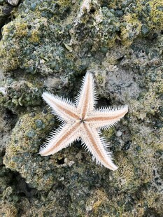 岩石上的海星