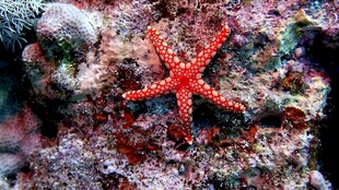 海底红色海星与多彩珊瑚