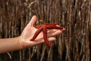 手中的红色海星